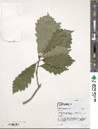 Quercus michauxii image