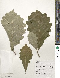 Quercus bicolor image