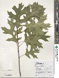 Quercus coccinea image