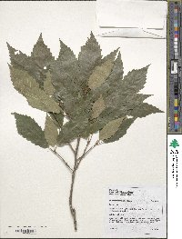 Quercus serrata image