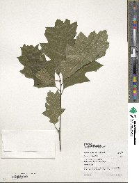 Quercus shumardii image