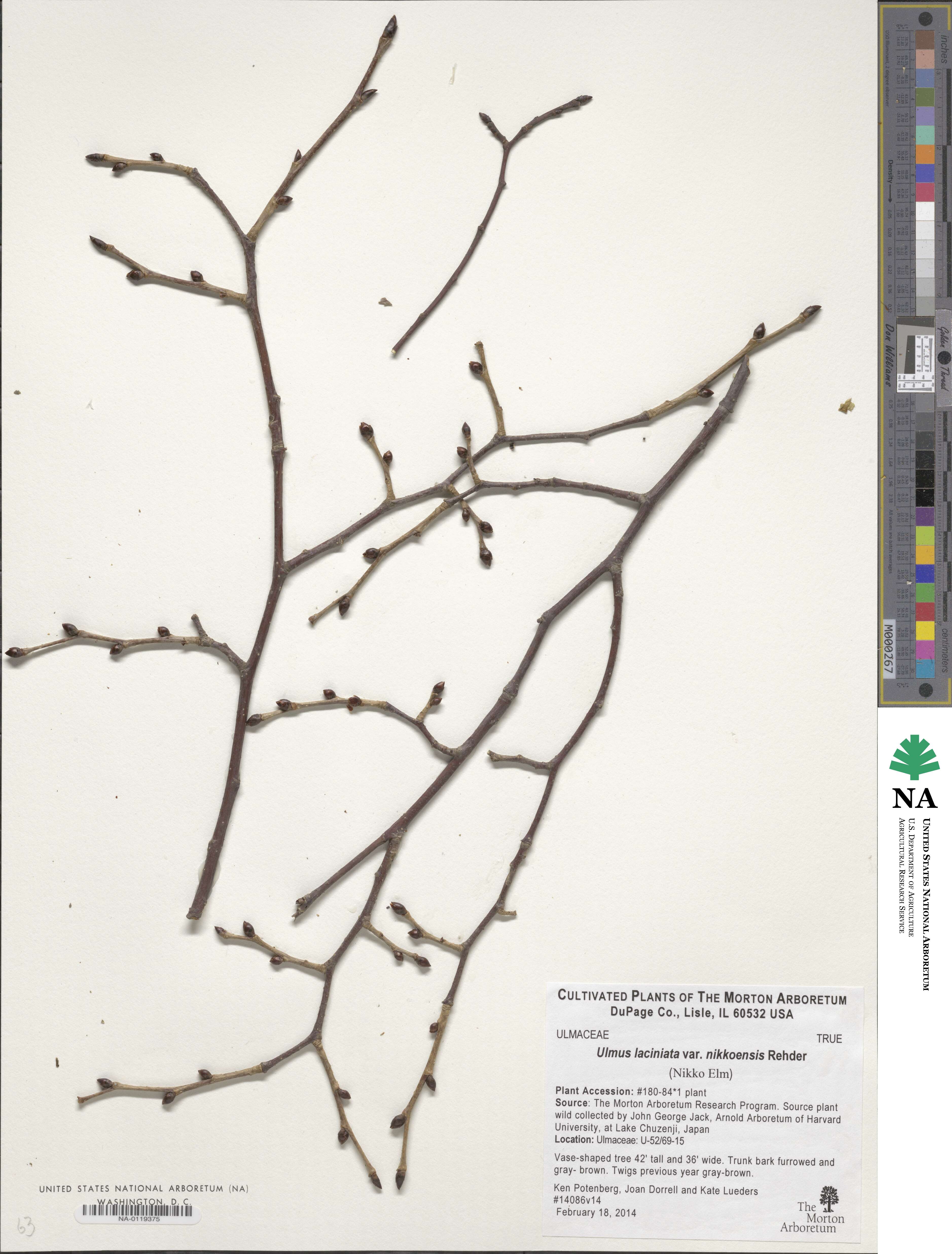 Ulmus laciniata image