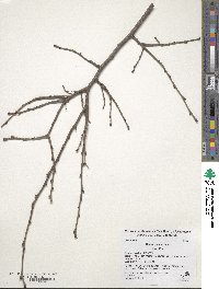 Ulmus glabra image