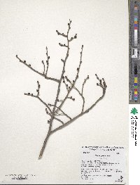 Ulmus glabra image