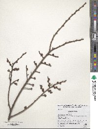 Ulmus minor image