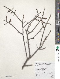 Ulmus minor image