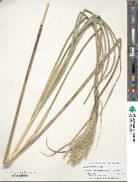 Miscanthus sinensis image