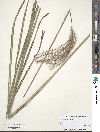 Miscanthus sinensis image