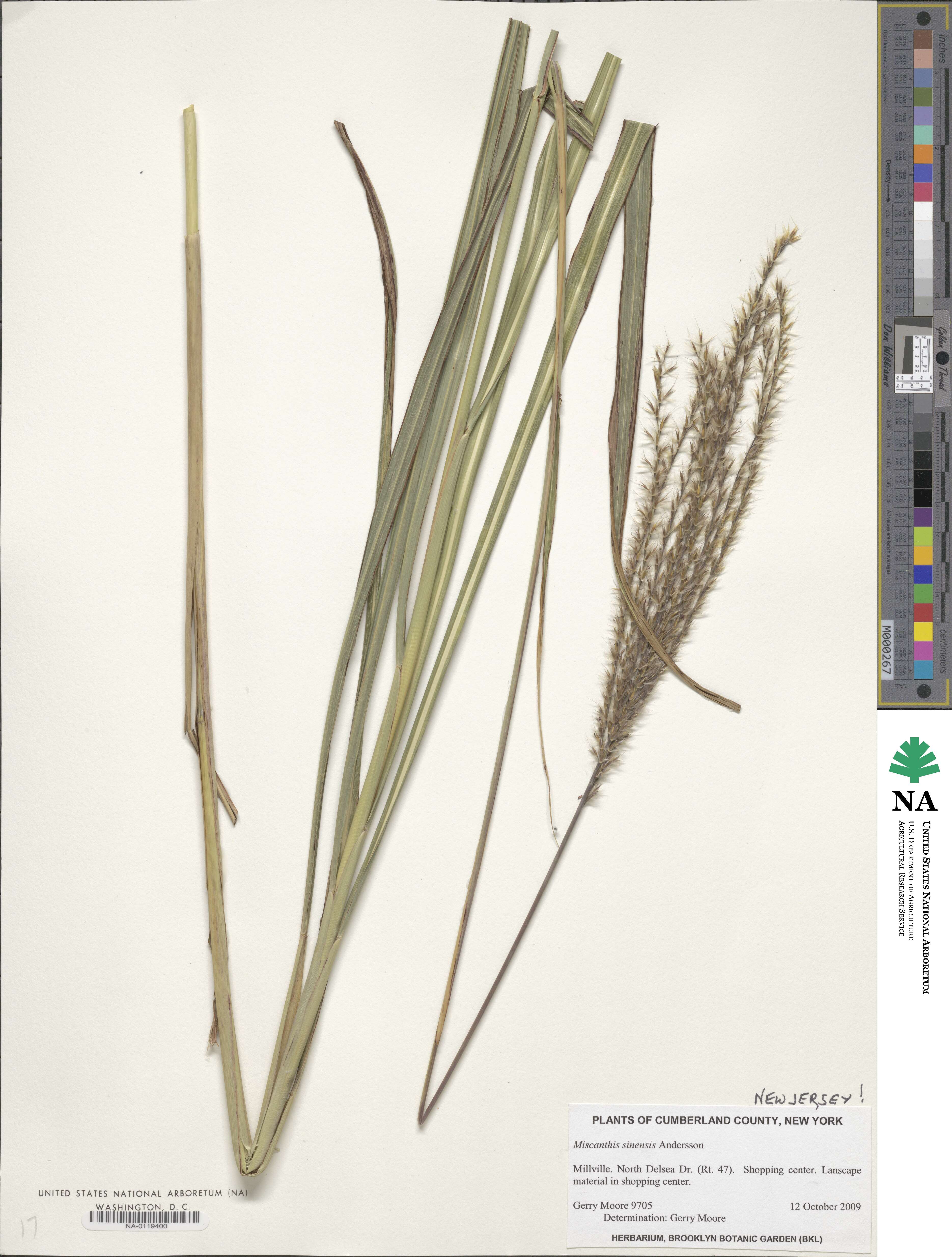 Miscanthus sinensis image