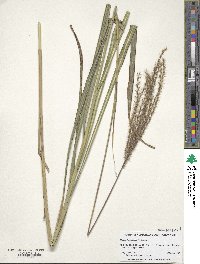 Miscanthus sinensis image