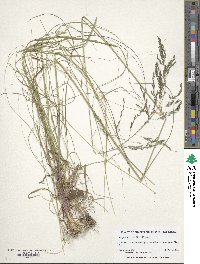 Eragrostis curvula image