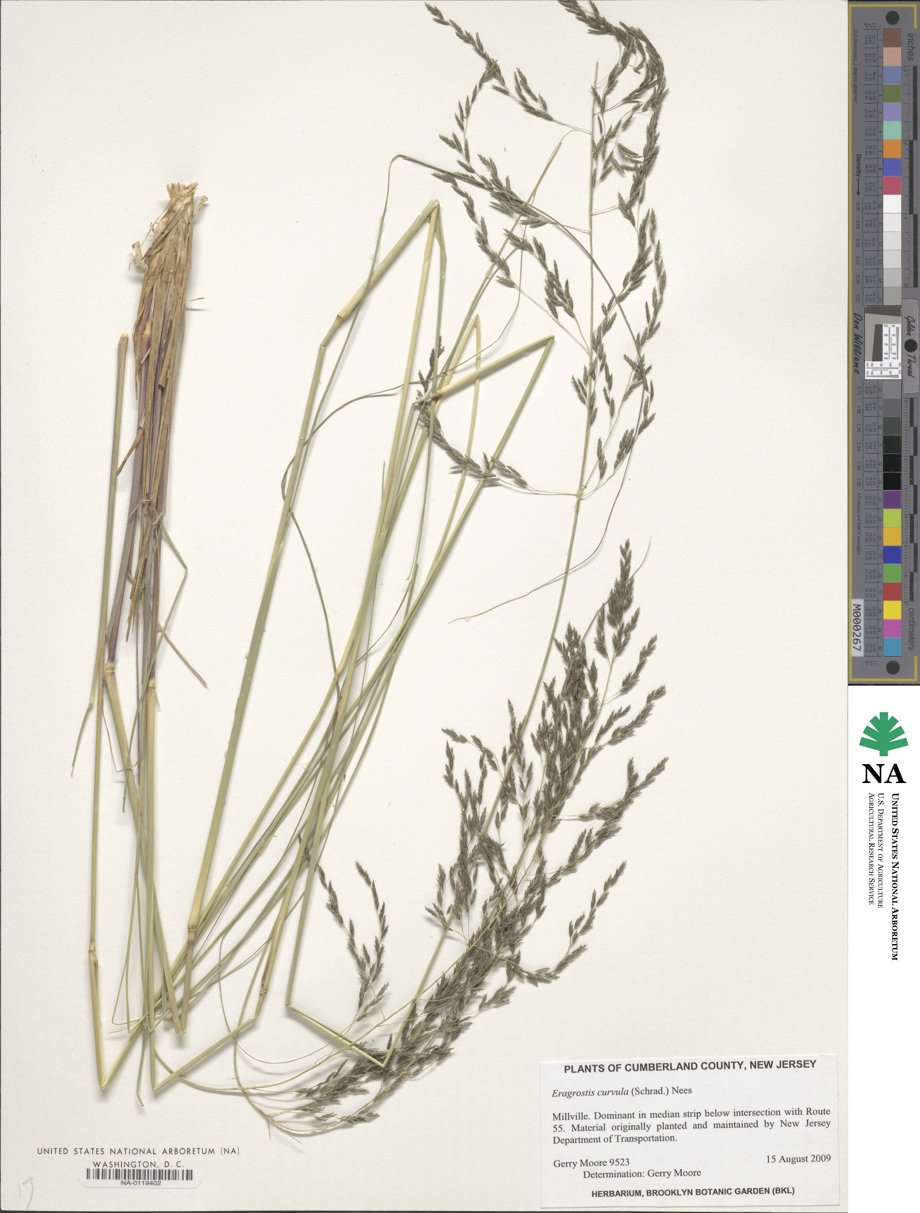 Eragrostis curvula image