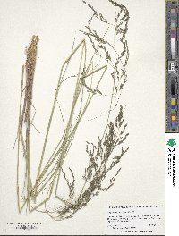 Eragrostis curvula image