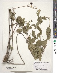 Rubus flagellaris image