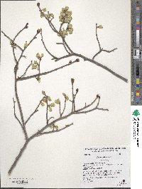 Ulmus glabra image