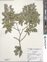 Ulmus parvifolia image