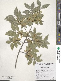 Ulmus parvifolia image