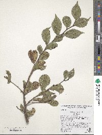 Ulmus microcarpa image