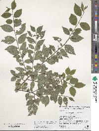 Ulmus pumila image