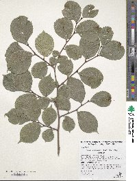 Ulmus harbinensis image