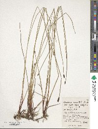 Eleocharis ussuriensis image