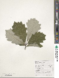 Quercus bicolor image