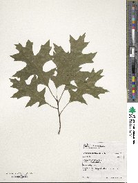 Quercus coccinea image