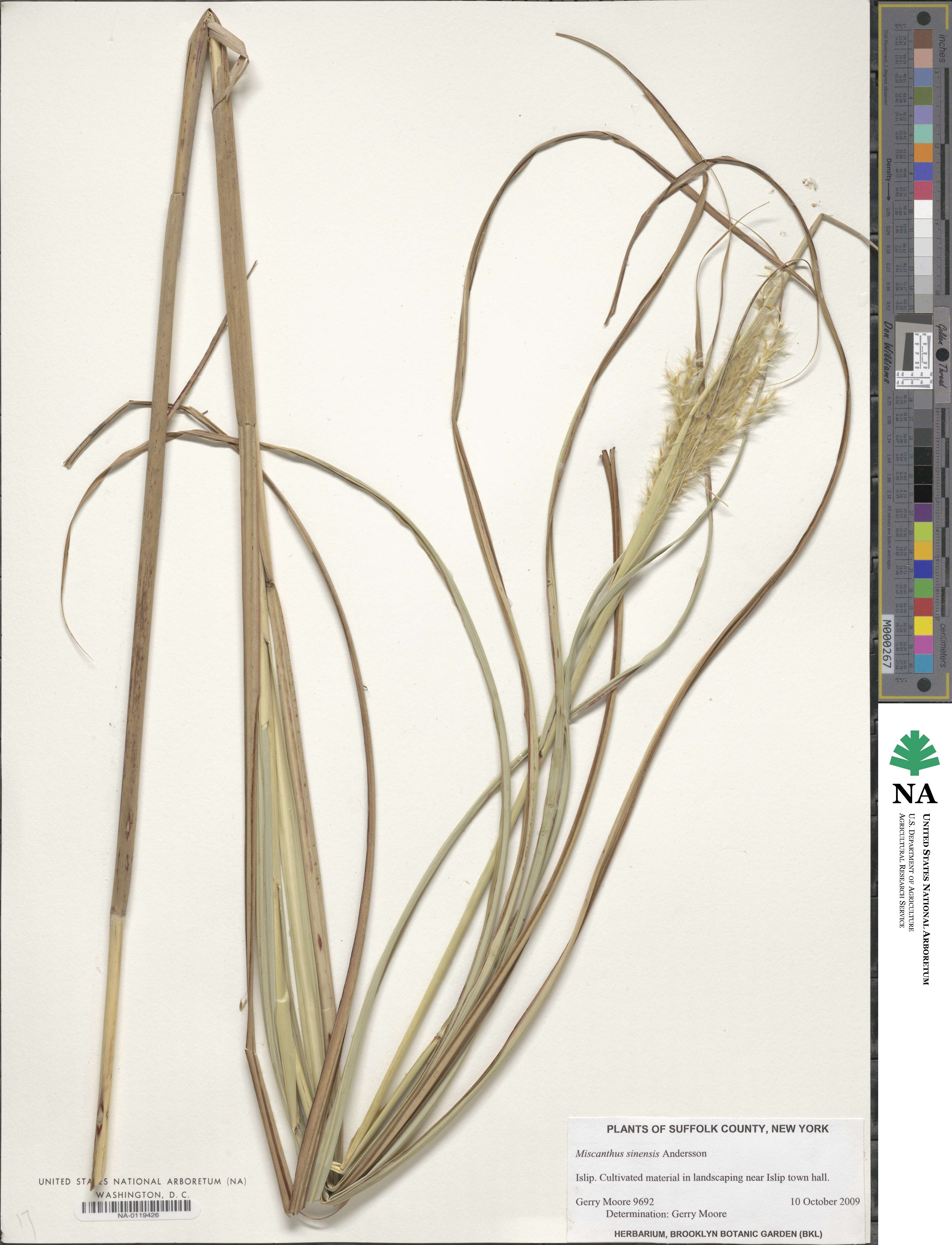 Miscanthus sinensis image