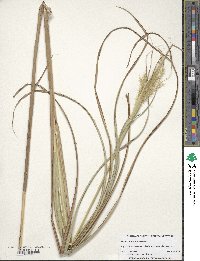 Miscanthus sinensis image