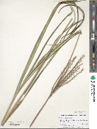 Miscanthus sinensis image