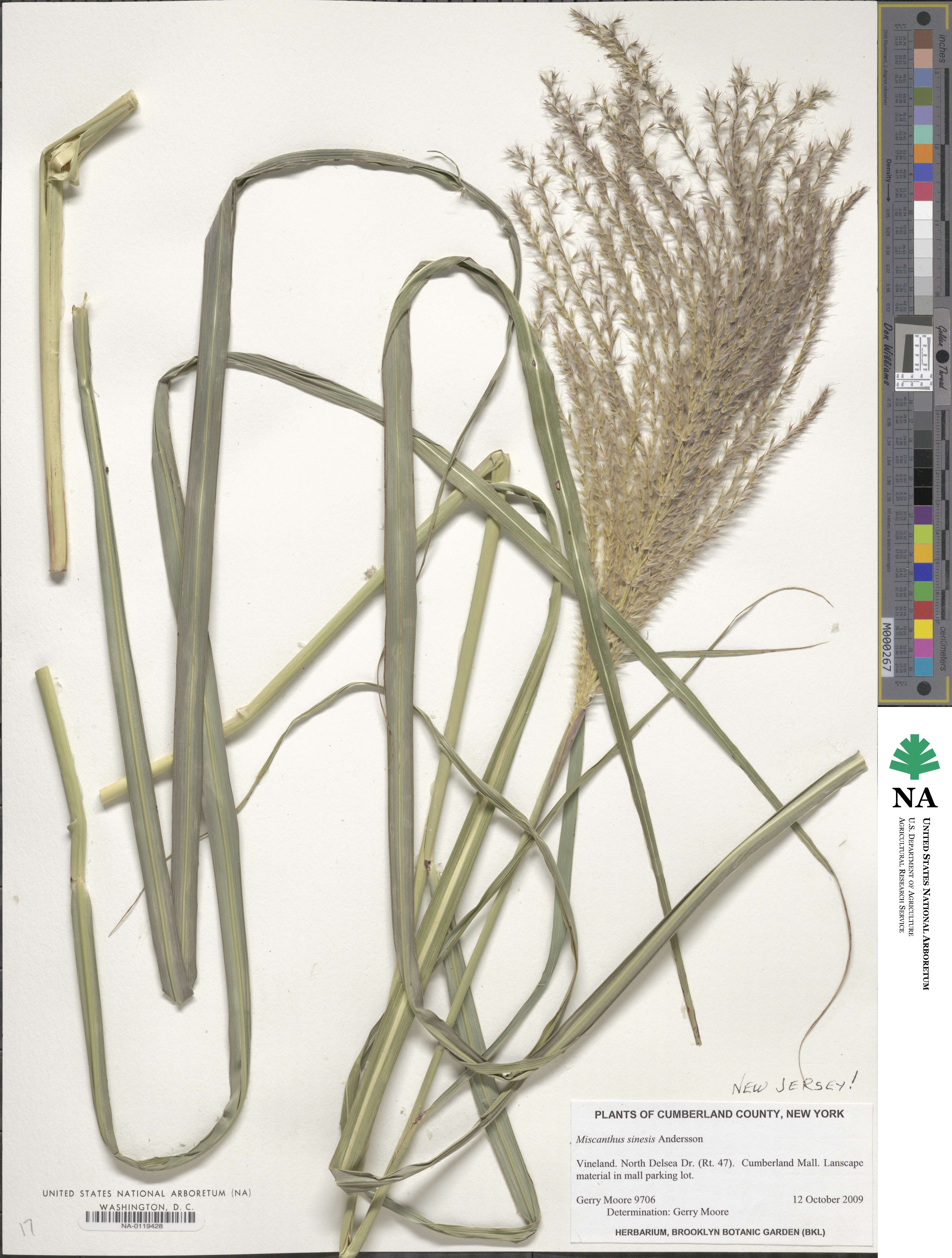 Miscanthus sinensis image