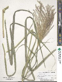 Miscanthus sinensis image