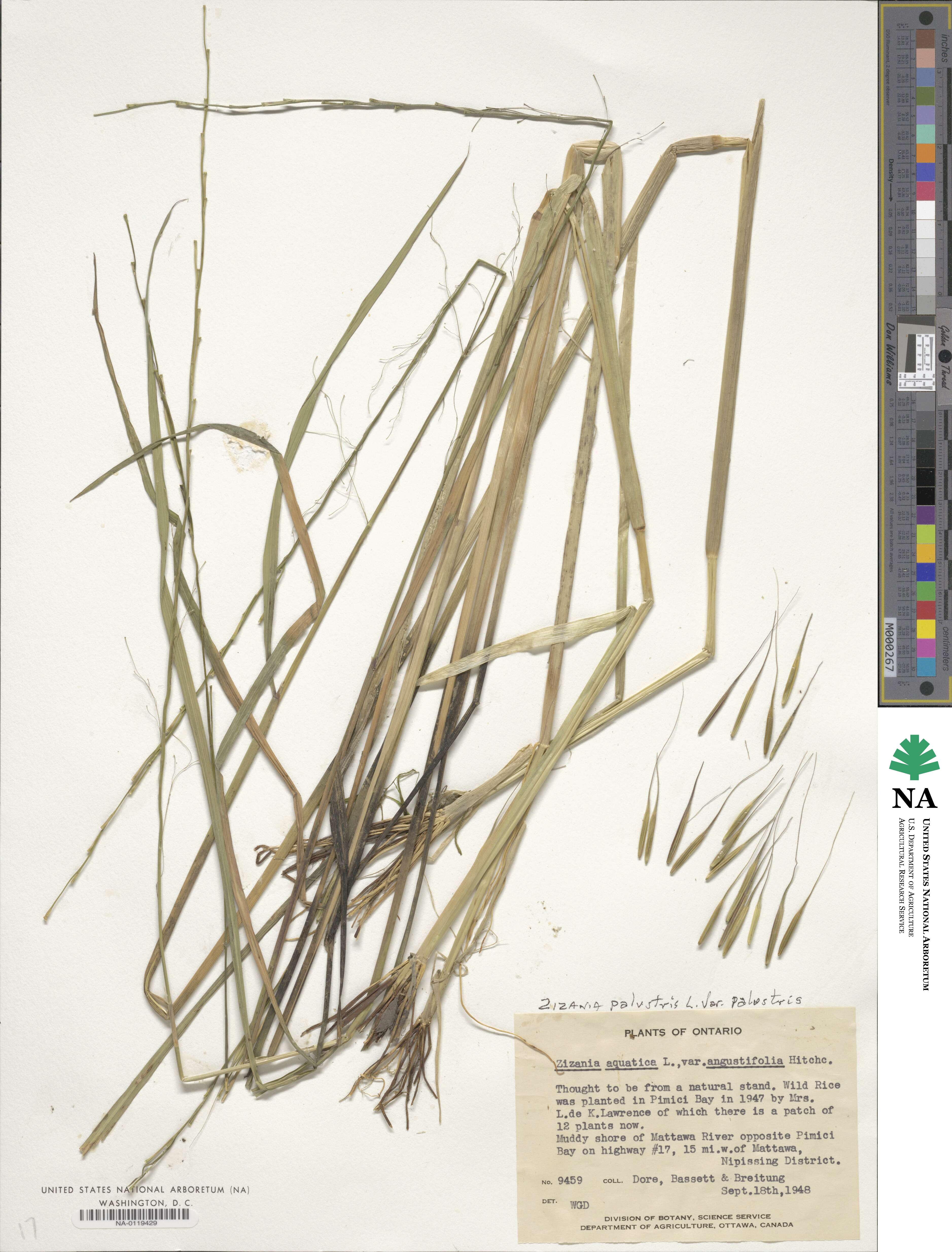 Zizania palustris var. palustris image
