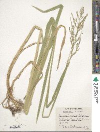 Glyceria maxima image