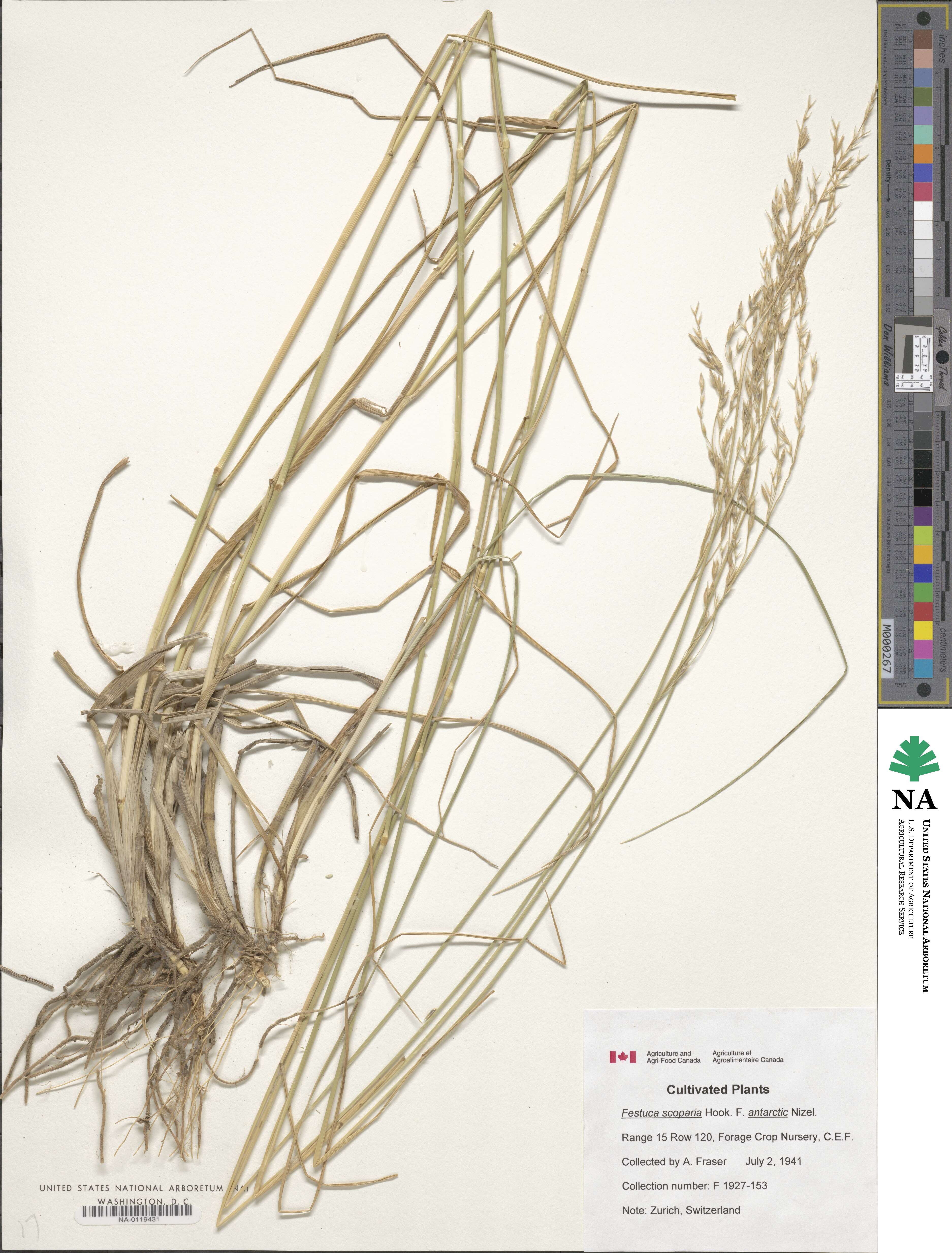 Poa litorosa image