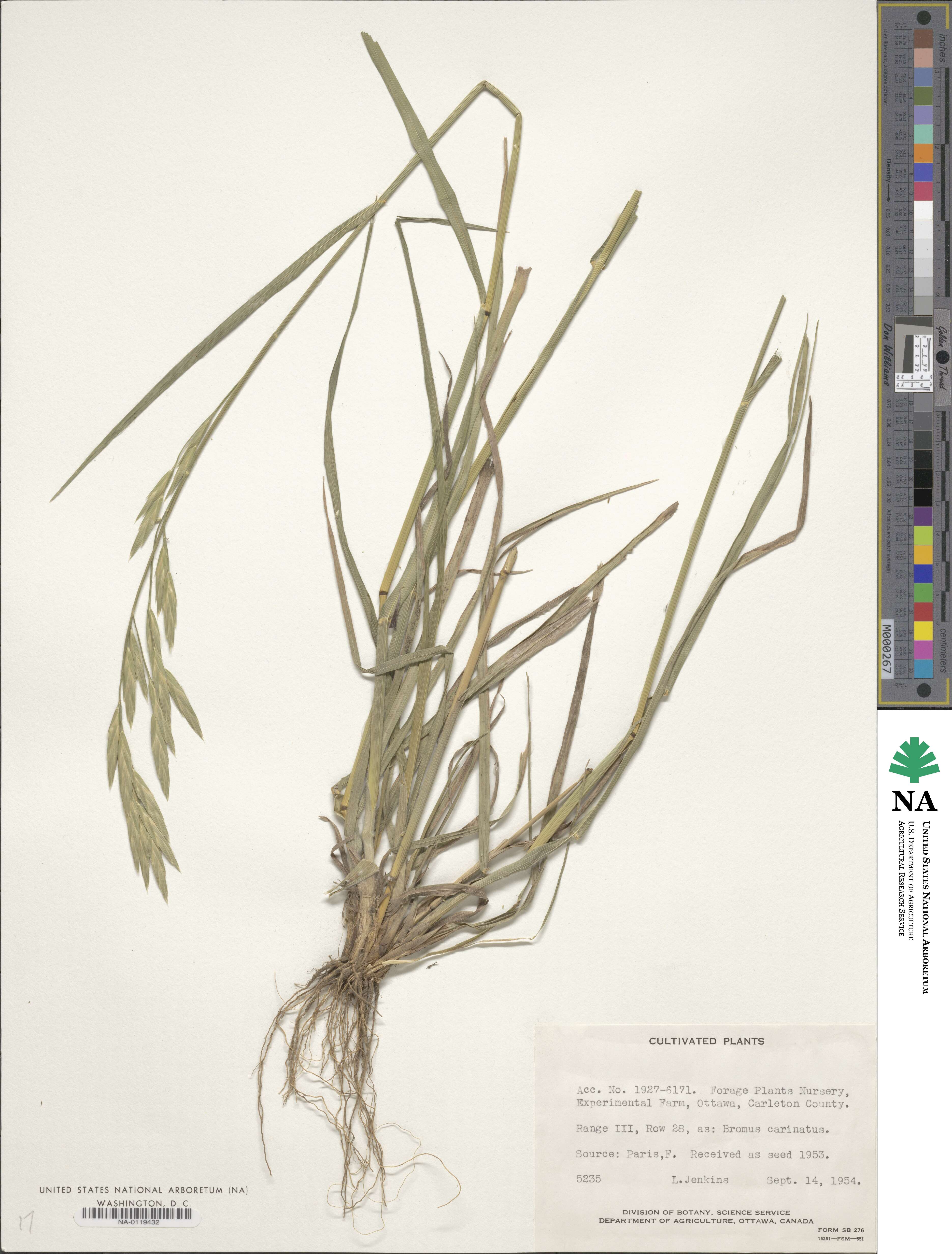 Bromus carinatus image