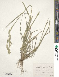 Bromus carinatus image