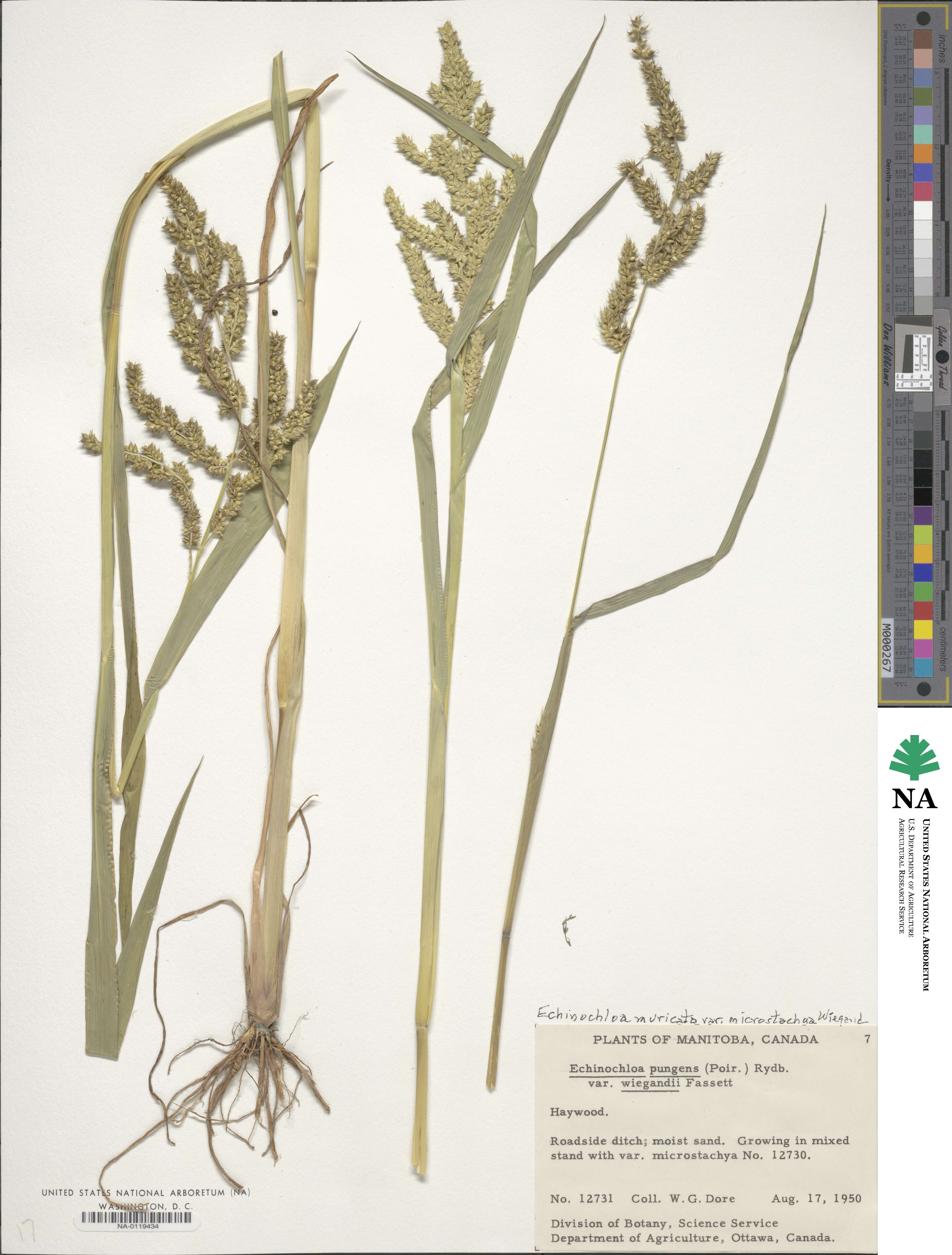 Echinochloa muricata image