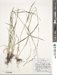 Festuca subverticillata image