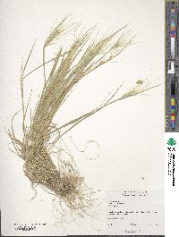 Hordeum jubatum image