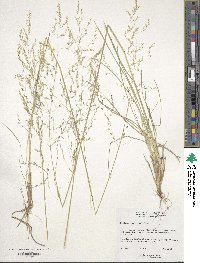 Deschampsia cespitosa image