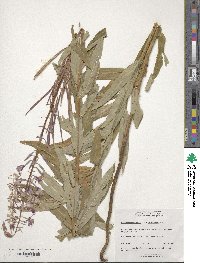 Epilobium angustifolium image