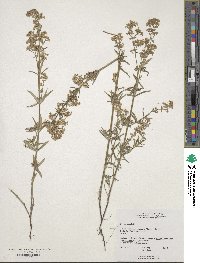 Galium boreale image