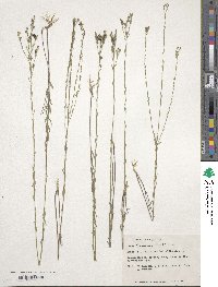 Linum floridanum image