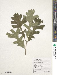 Quercus macrocarpa image