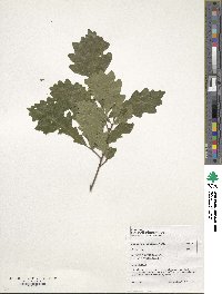 Quercus michauxii image