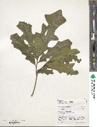 Quercus lyrata image