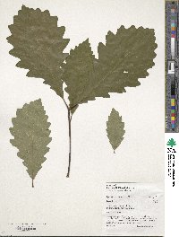 Quercus michauxii image