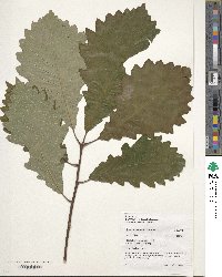 Quercus michauxii image