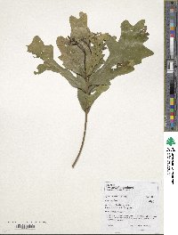 Quercus lyrata image